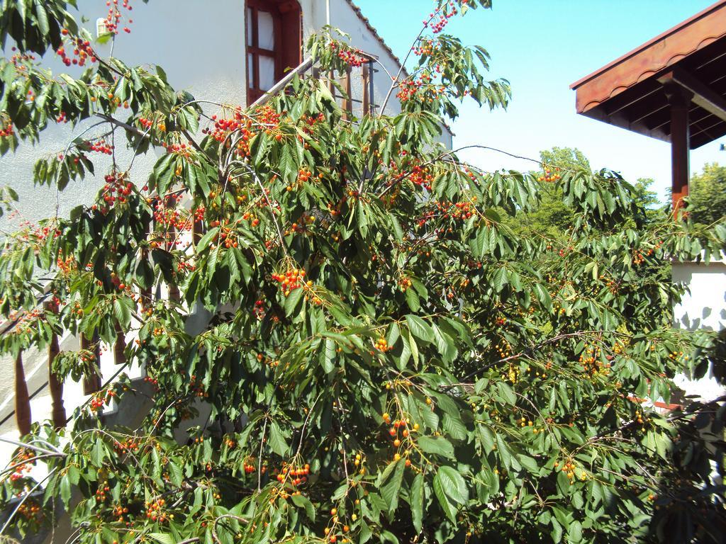 Amfora Guest House Byala  Bagian luar foto